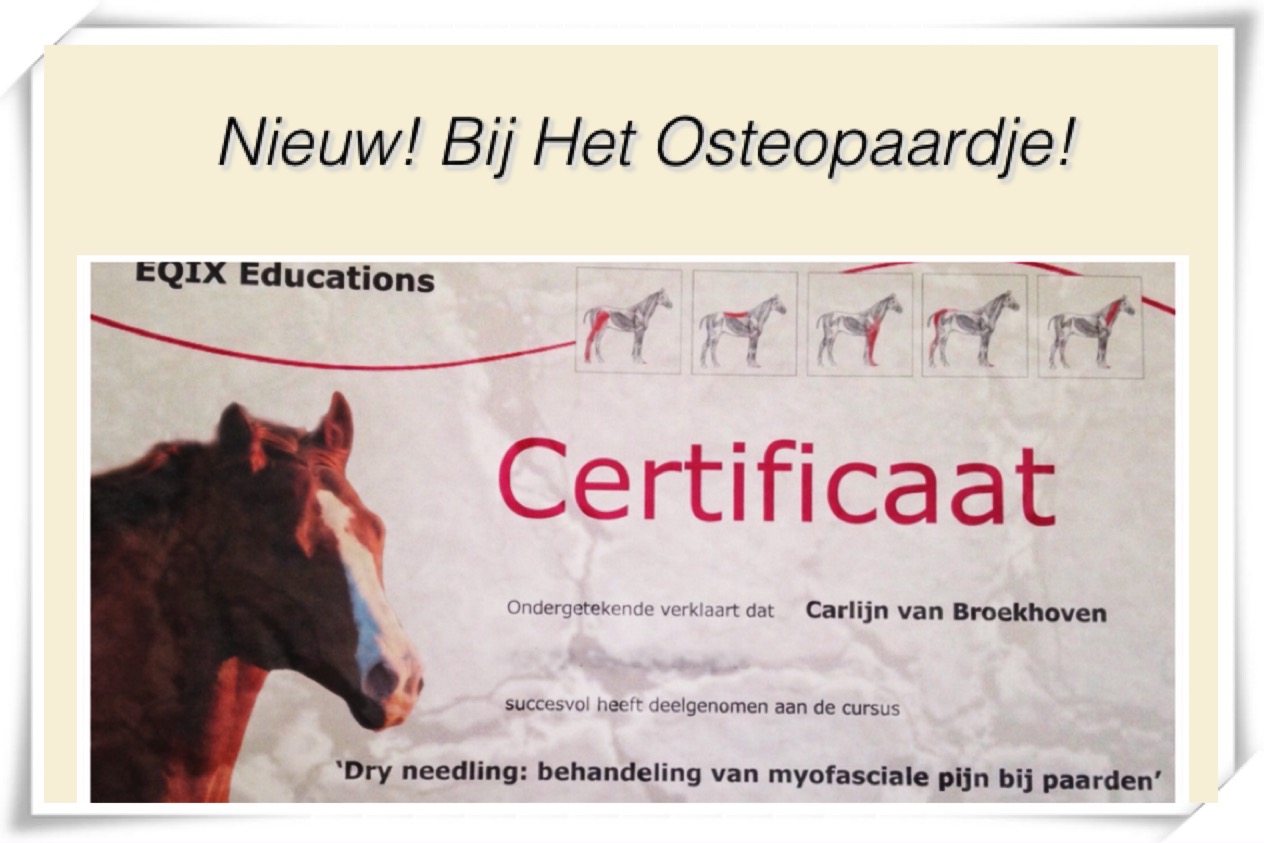 Certificaat Dry Needling